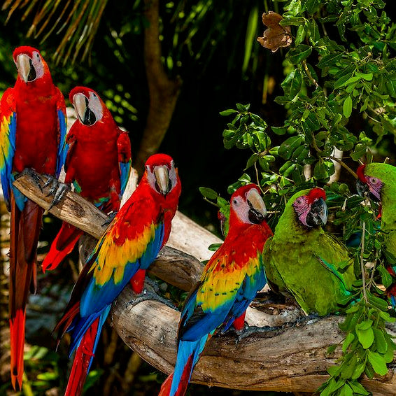XCARET - PARQUE TEMATICO
