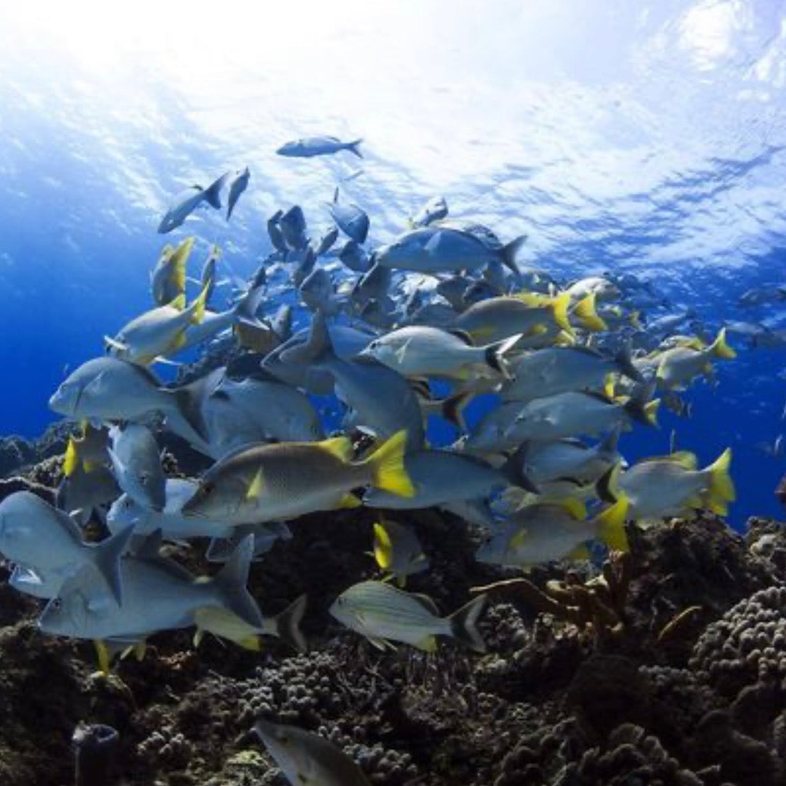 SNORKEL UBICACIONES DIFERENTES