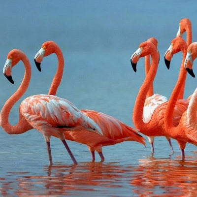 LAS COLORADAS