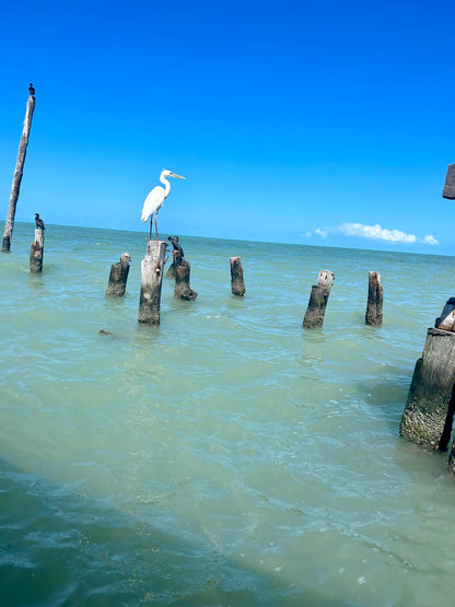 HOLBOX